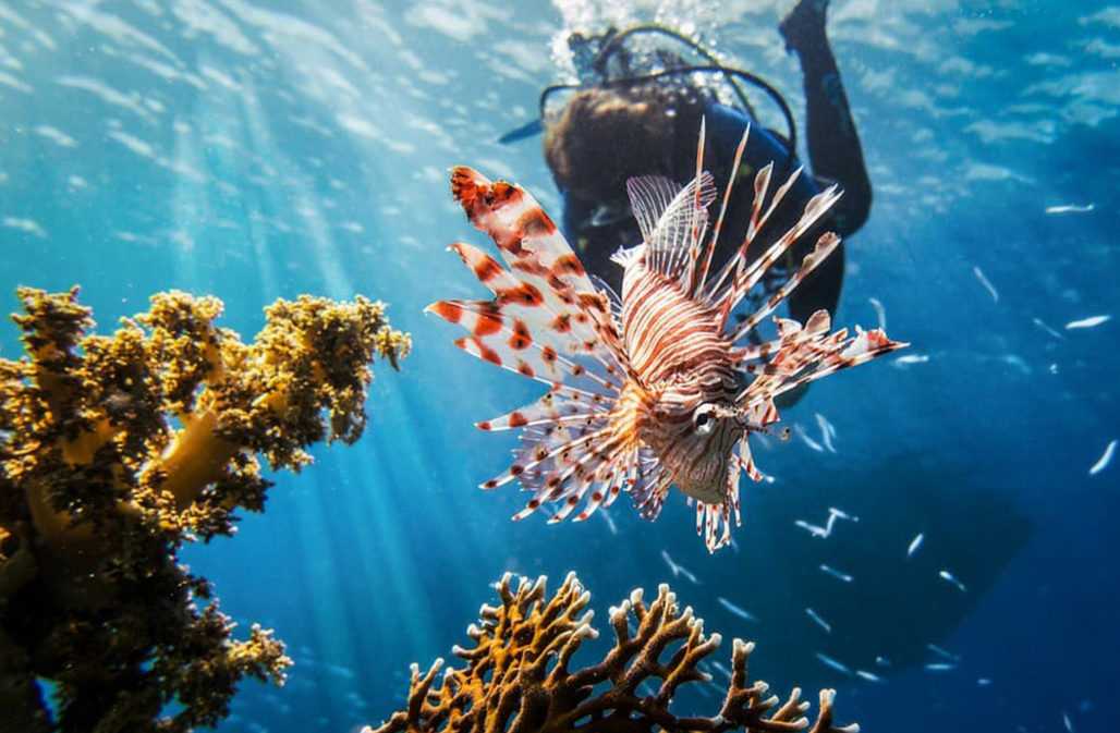 Ein Feuerfisch im Roten Meer