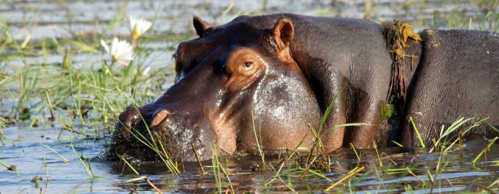 Flusspferde – die nächsten Opfer der Gier nach Elfenbein