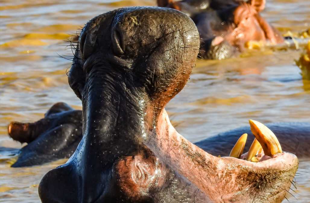 Hippos haben enorme Eckzähne