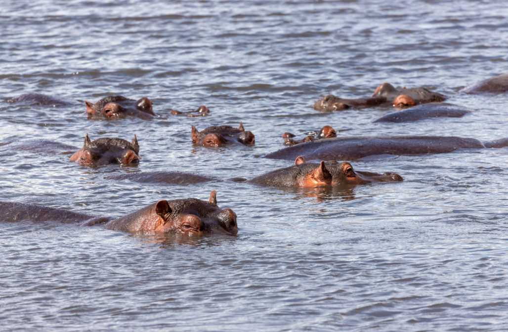 Flusspferde im Ngorongoro Naturschutzgebiet, Tansania