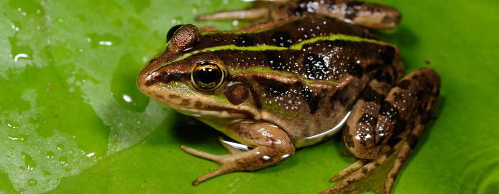 Froschschenkel-Handel bedroht Arten in Asien und Osteuropa