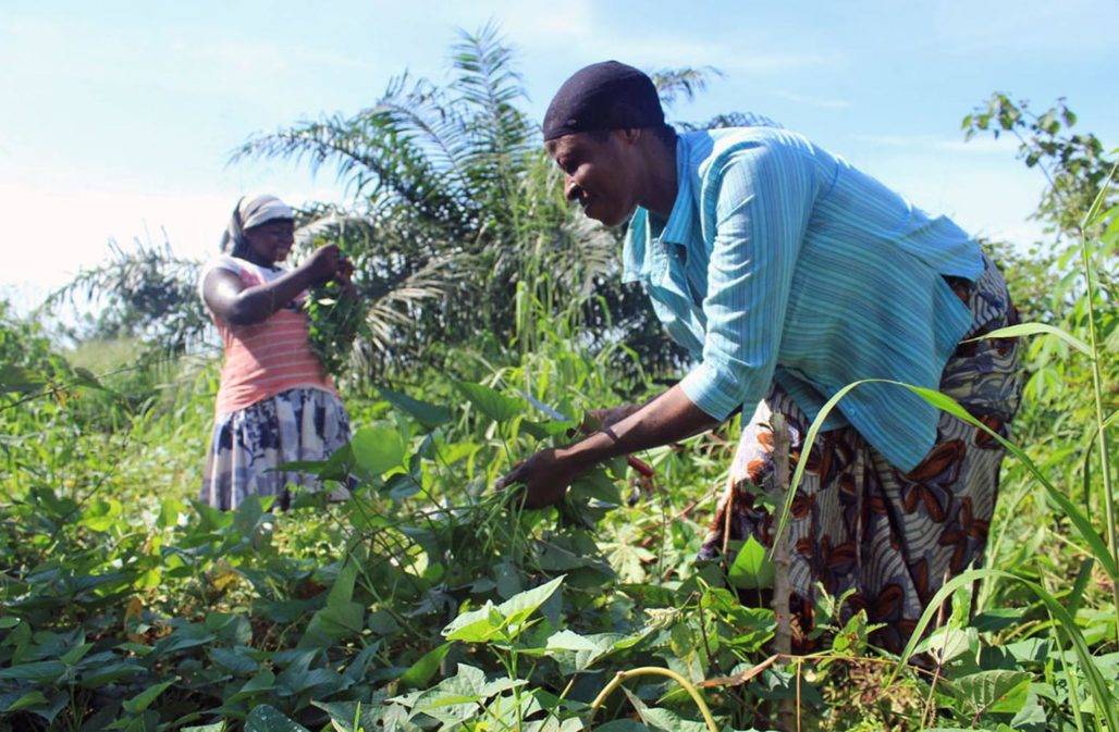 Gemeindeprojekt Kamerun: Frauen bei der Feldarbeit © LWC