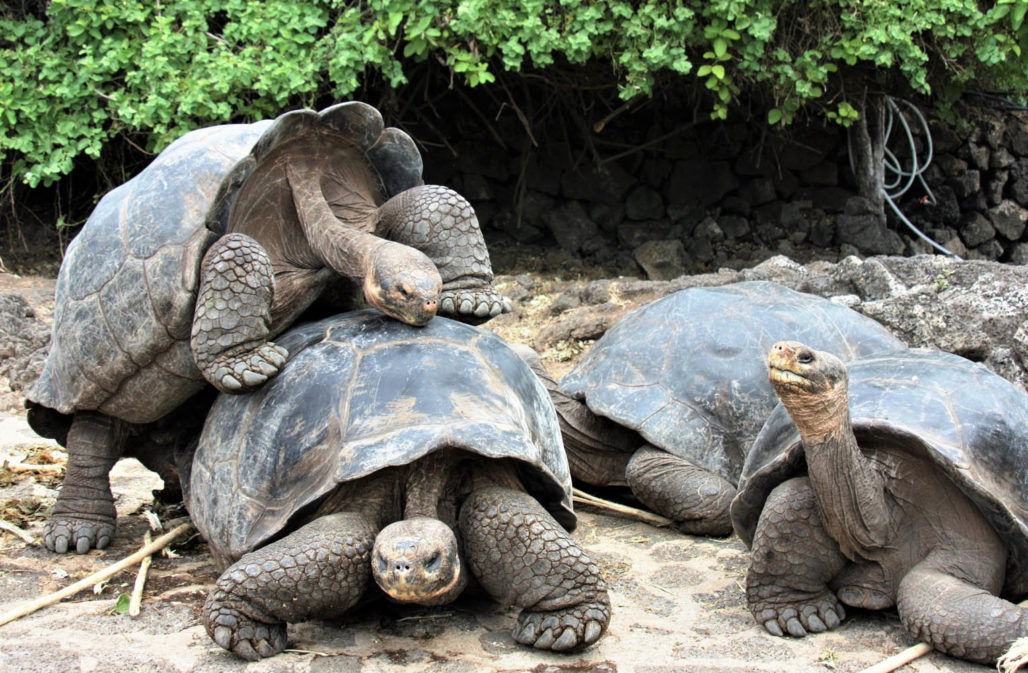 Schildkröten in Not: Galapagos-Riesenschildkröten