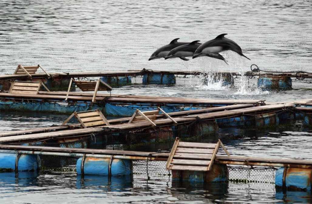 Delfinfang für Delfinarien: Gefangene Weißstreifendelfine © Michael Dalton