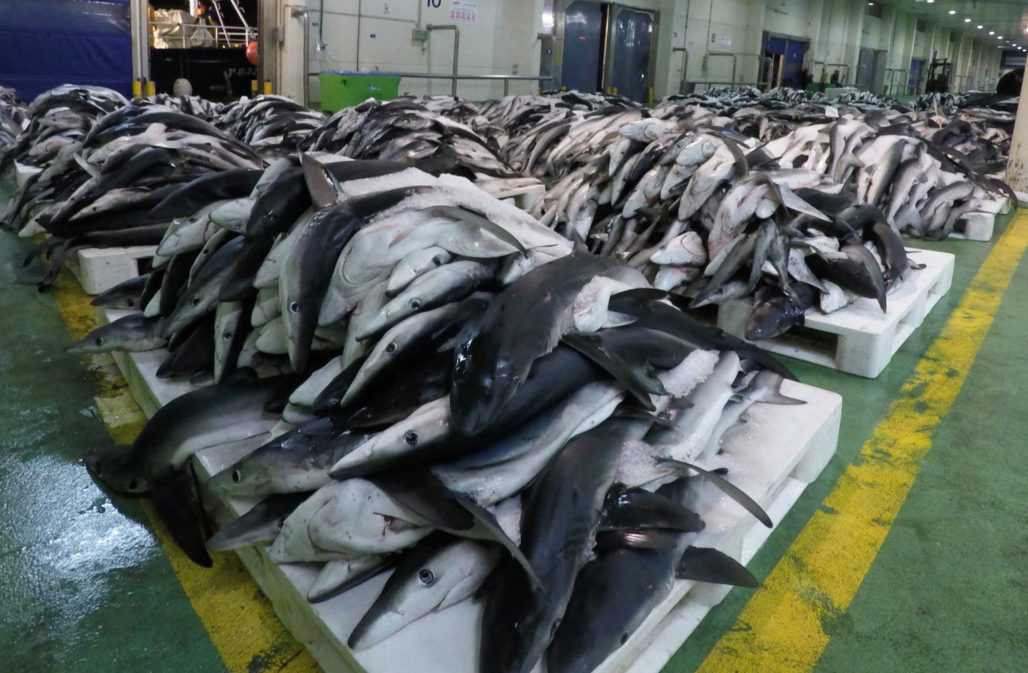 Halle voll mit getöteten Haien © Sharkproject e.V./W. Koch