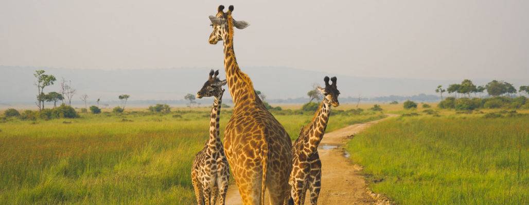 Giraffe
