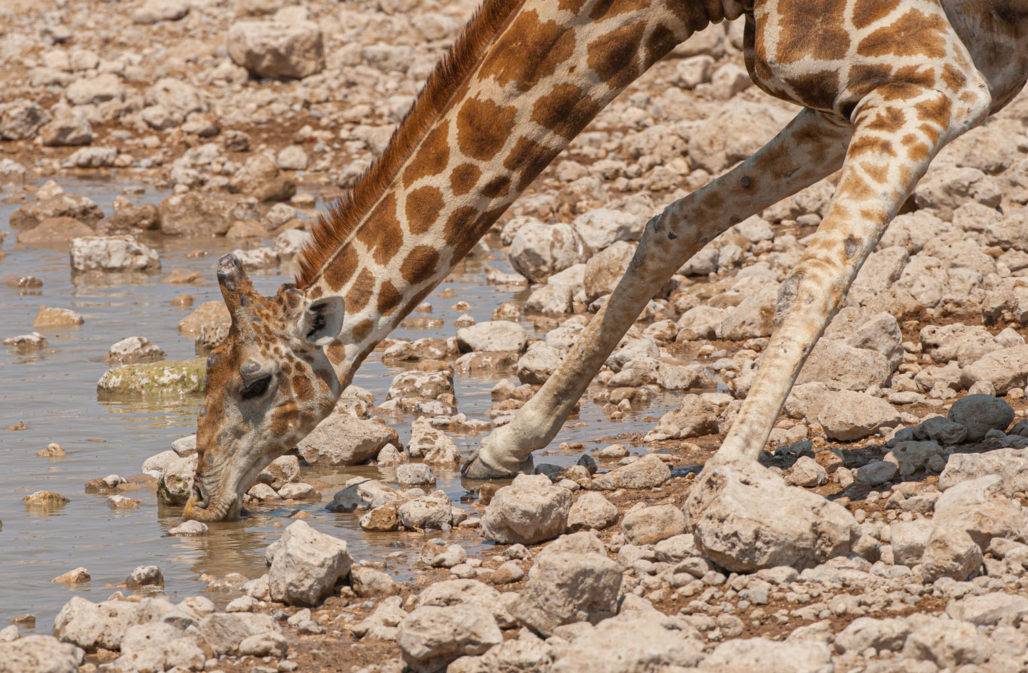 Giraffe am Trinken