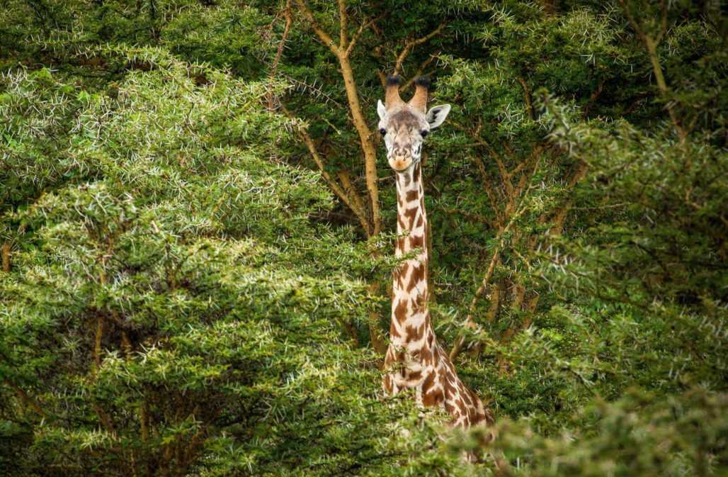 Erfolge politische Arbeit für die Giraffe