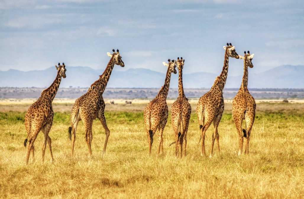 Giraffen im Amboseli Nationalpark, Kenia