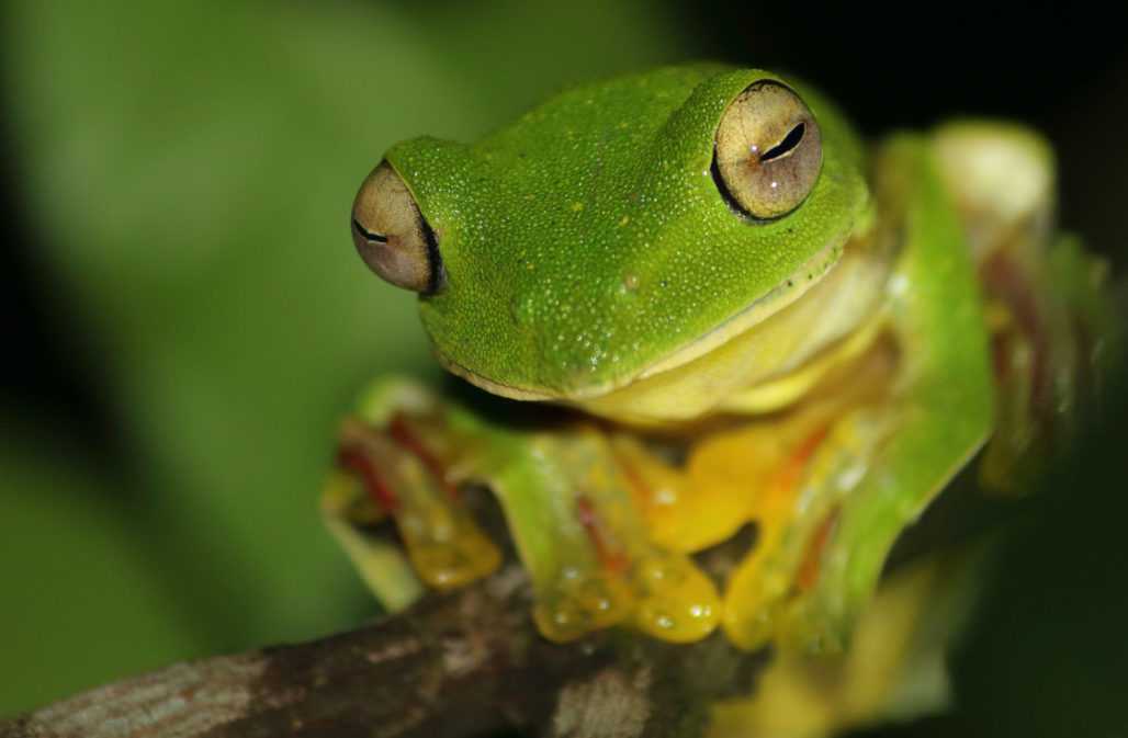 Glasfrosch