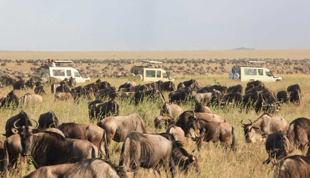 Gnus im Serengeti Nationalpark, Tansania