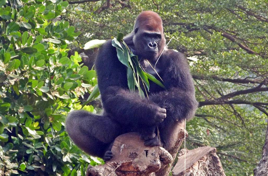 Gorilla Batek © LWC
Affenschutz Kamerun
