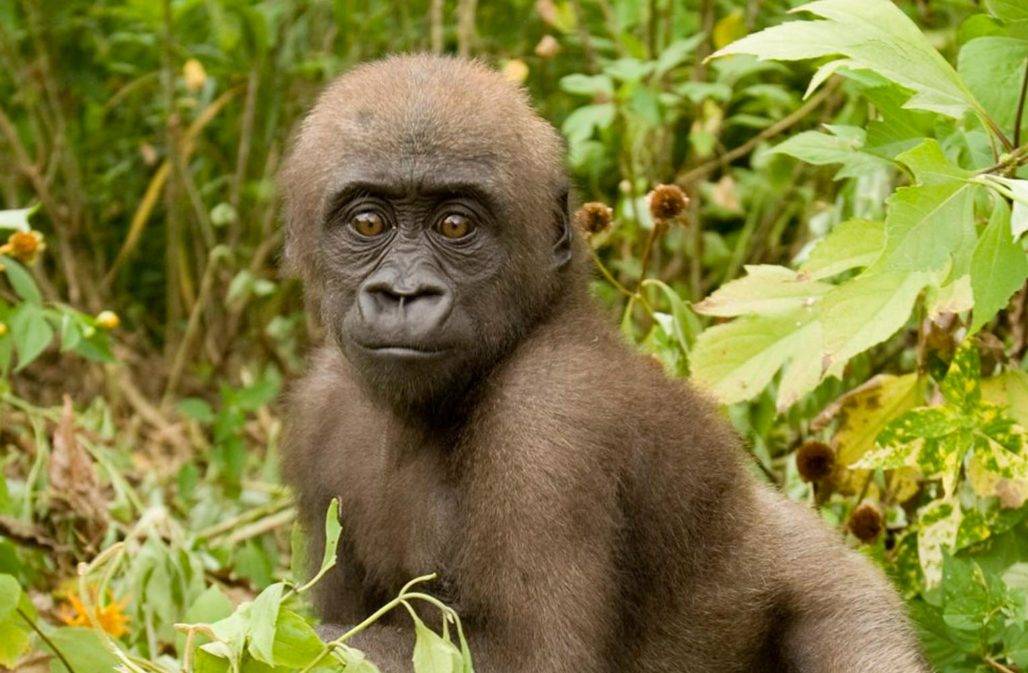 Affenschutz Kamerun: Bolo © Ohlenbostel