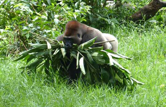 Patenschaft für Affen versorgt Gorillas mit Grünfutter © LWC