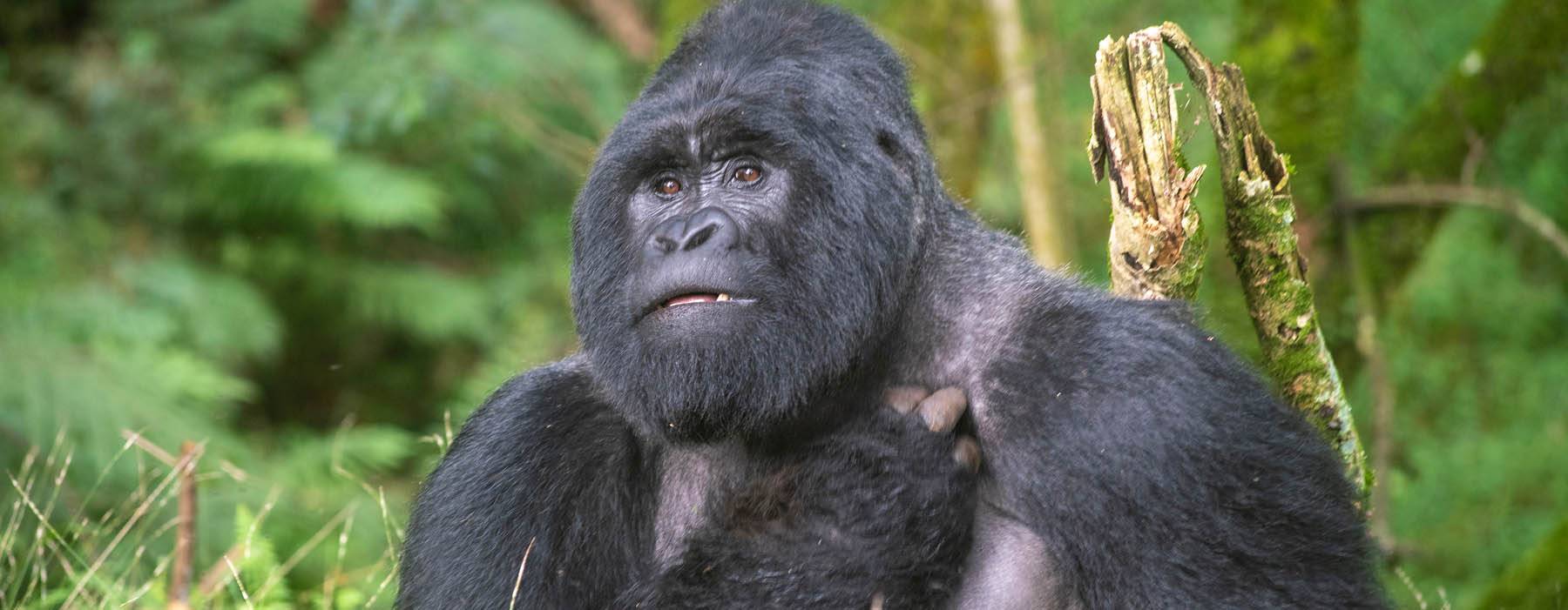 Gorilla