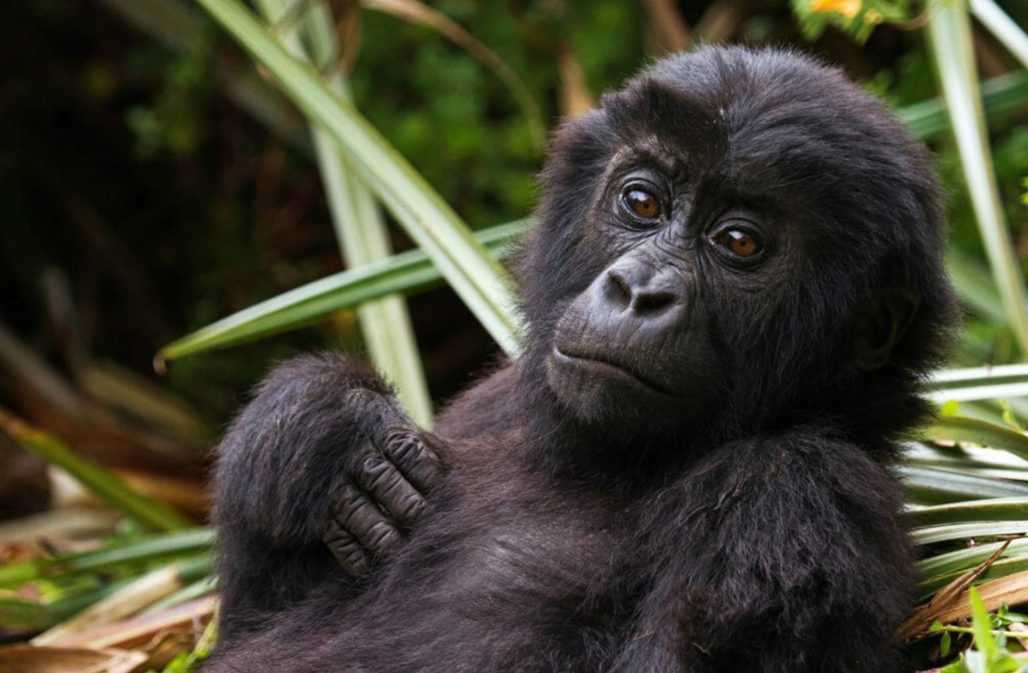 Grauer-Gorilla im Kongo © Joe McKenna