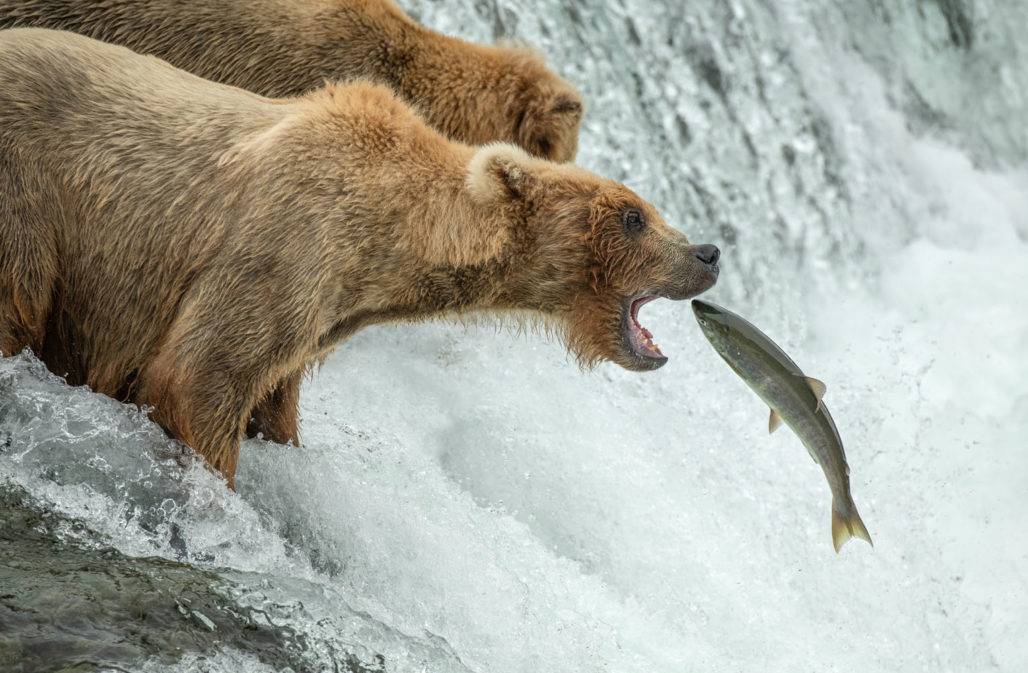 Grizzlys beim Lachsfang