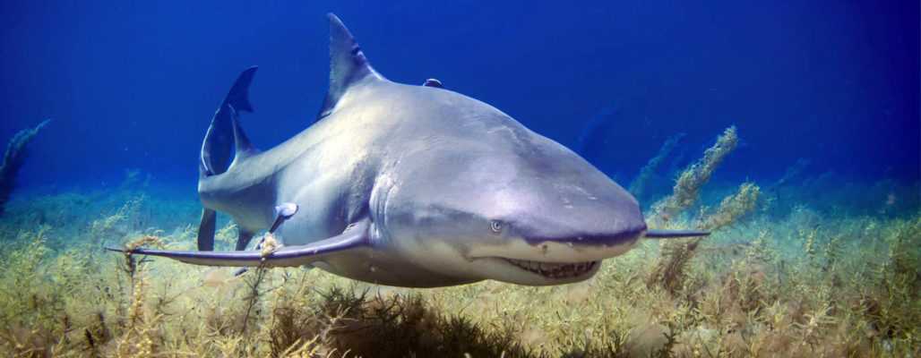 Haie: die gejagten Jäger