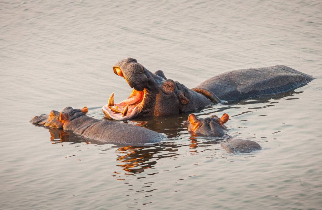 Flusspferd-Familie im Fluß Chobe