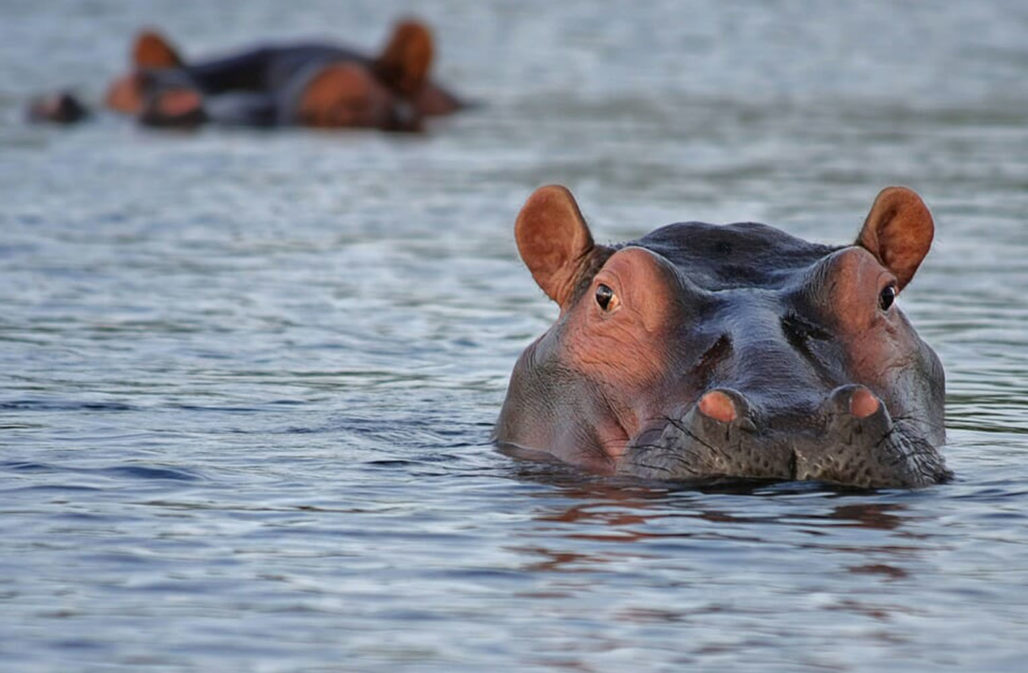 Obwohl Flusspferde gefährdet sind, existieren in Sambia neue Keulungspläne