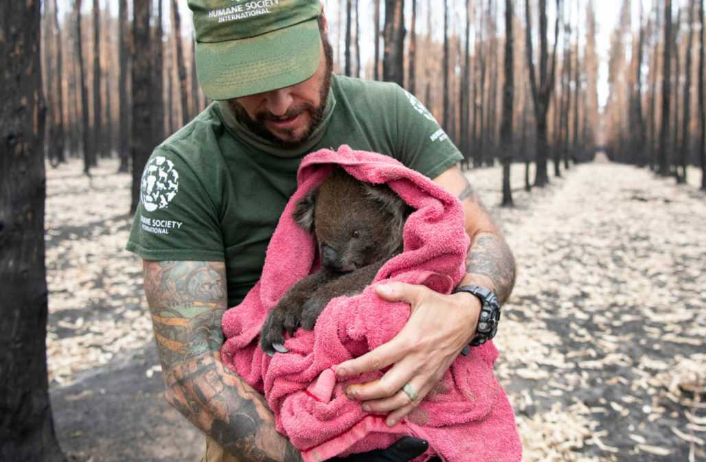 Adam Parascandola von HSI rettet einen Koala, den das Team „Feisty“ nennt © HSI