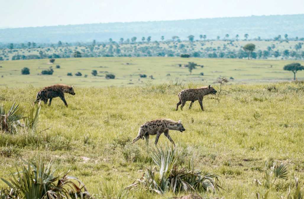 Hyänen im Murchison-Falls-Nationalpark, Uganda