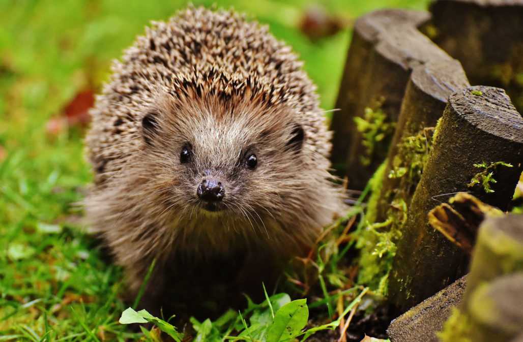 Igel im Garten: wie Wildtierschutz im Winter funktioniert