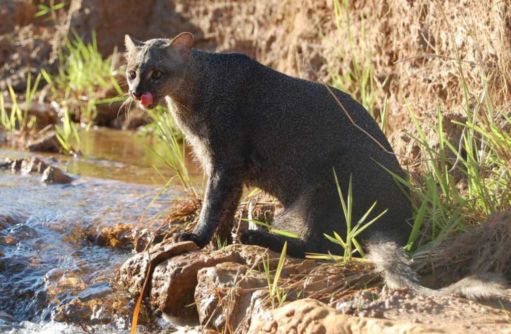 Jaguarundi © Bruno Damiani CB