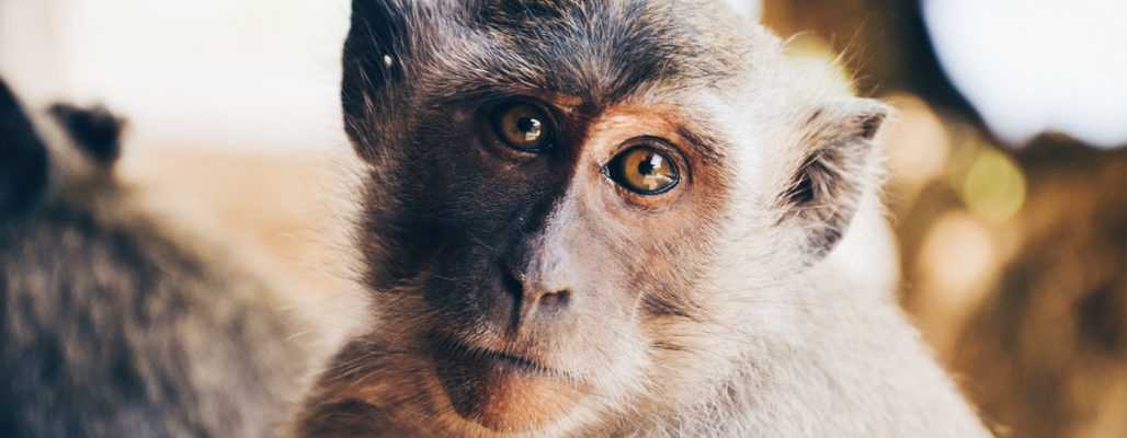 Tierversuche: Wild gefangene Affen in Versuchslaboren