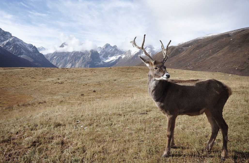 Karibus brauchen das ANWR für ihre Jungenaufzucht