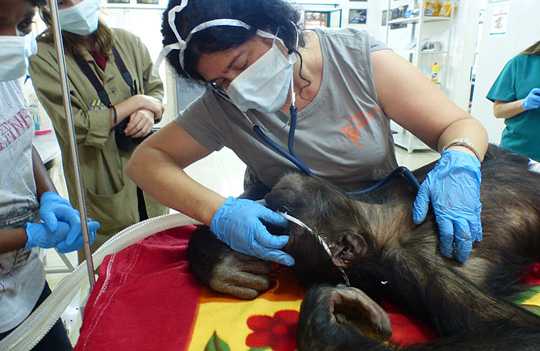 Behandlung in der Tierklinik © Ainare Basaras