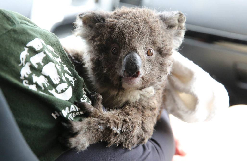 Koala in Sicherheit © HSI