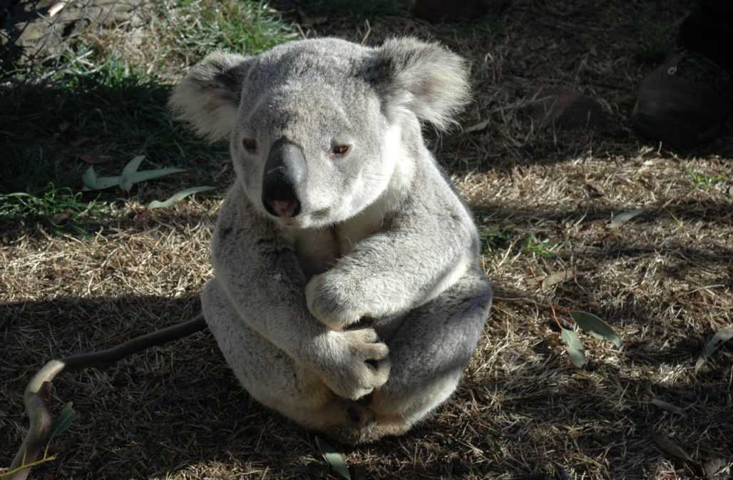 Mehr als 60.000 Koalas starben bei den Rekordbränden 2019/2020