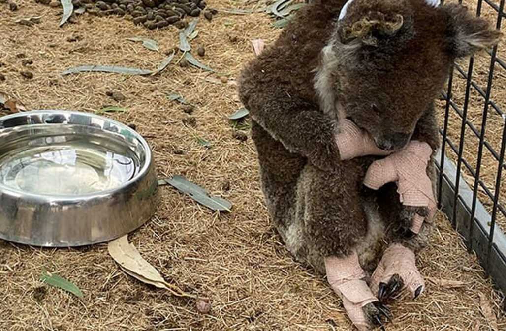 Ein verletzter Koala mit Verband © HSI