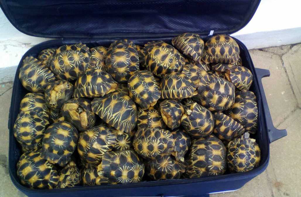 Rekord-Beschlagnahmen: Strahlenschildkröten im Reisekoffer, 2016 Madagaskar © EAGLE
