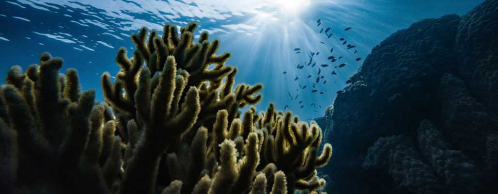 Korallensterben in den Weltmeeren