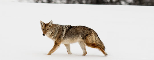Fallenjagd: Pelz von Kojote, Luchs und Waschbär