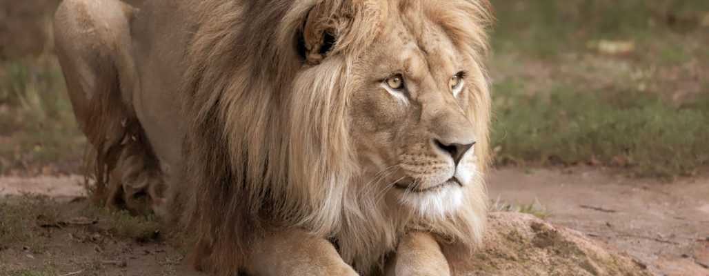 Löwenfarmen: Tierquälerei für den Tourismus