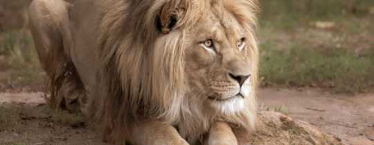 Löwenfarmen: Tierquälerei für den Tourismus