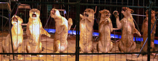 Vorfälle mit Wildtieren im Circus Krone