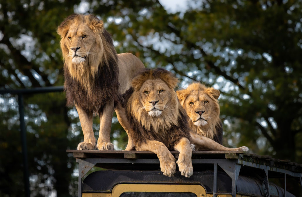 Löwen auf Safari in Afrika
