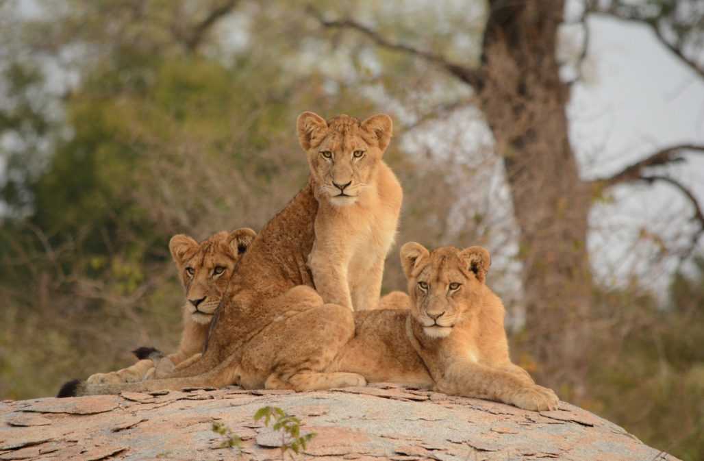Löwen in Kruger Nationalpark, Südafrika