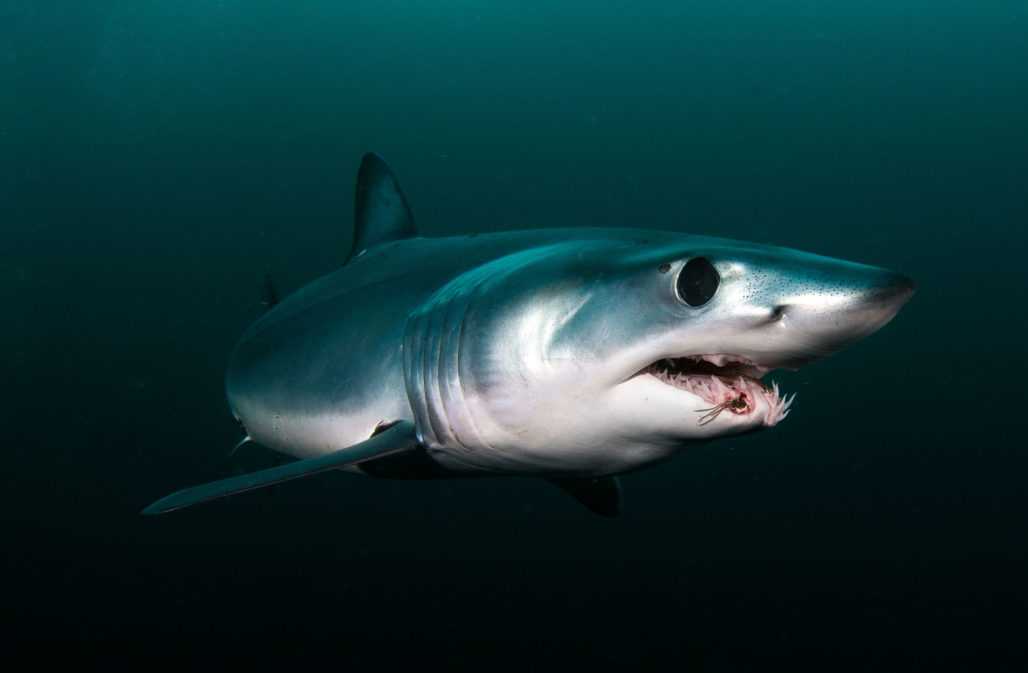 Der Makohai ist der Sprinter unter den Haien © Tomas Kotouc