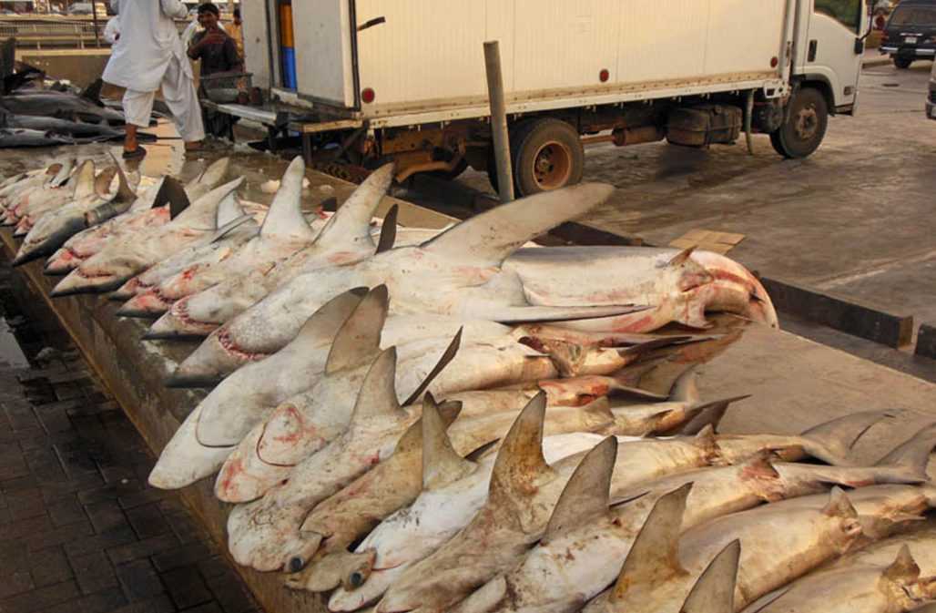 Makos und andere Haie auf arabischem Fischmarkt @ Dr. Ralf Sonntag