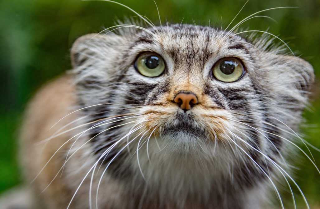 Der Manul ist eine wahre Schönheit