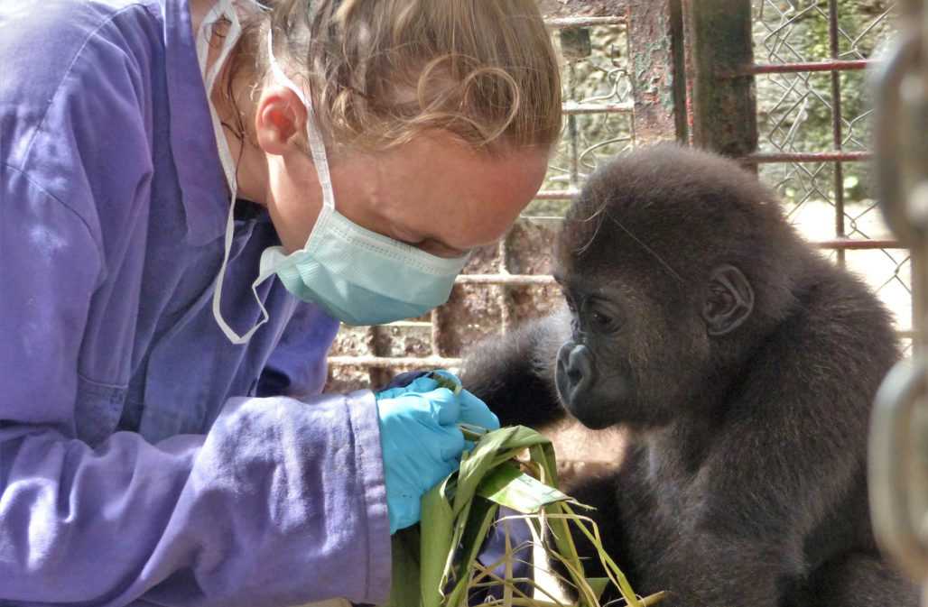 Gorillababy bei einer medizinischen Untersuchung © LWC