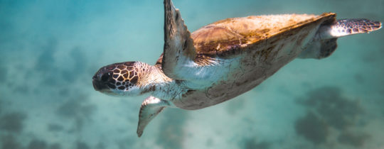 Schildkröten in Not