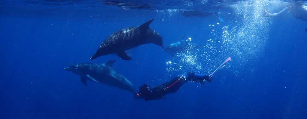 Schwimmen mit wilden Delfinen