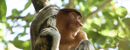Stoppt den Raubbau am Nasenaffen-Wald auf Borneo