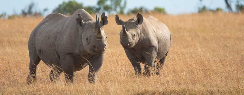 Schutz für das Nashorn